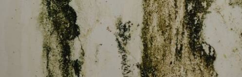 mold infestation on a wall