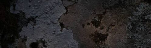 black mold in a wall