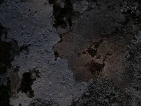 black mold in a wall