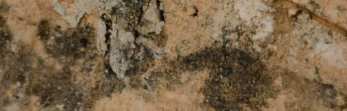 mold on the wall of a home